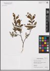 Foto von Salix aurita L. x Salix myrtilloides L.